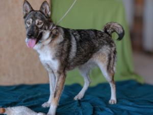 Kiara