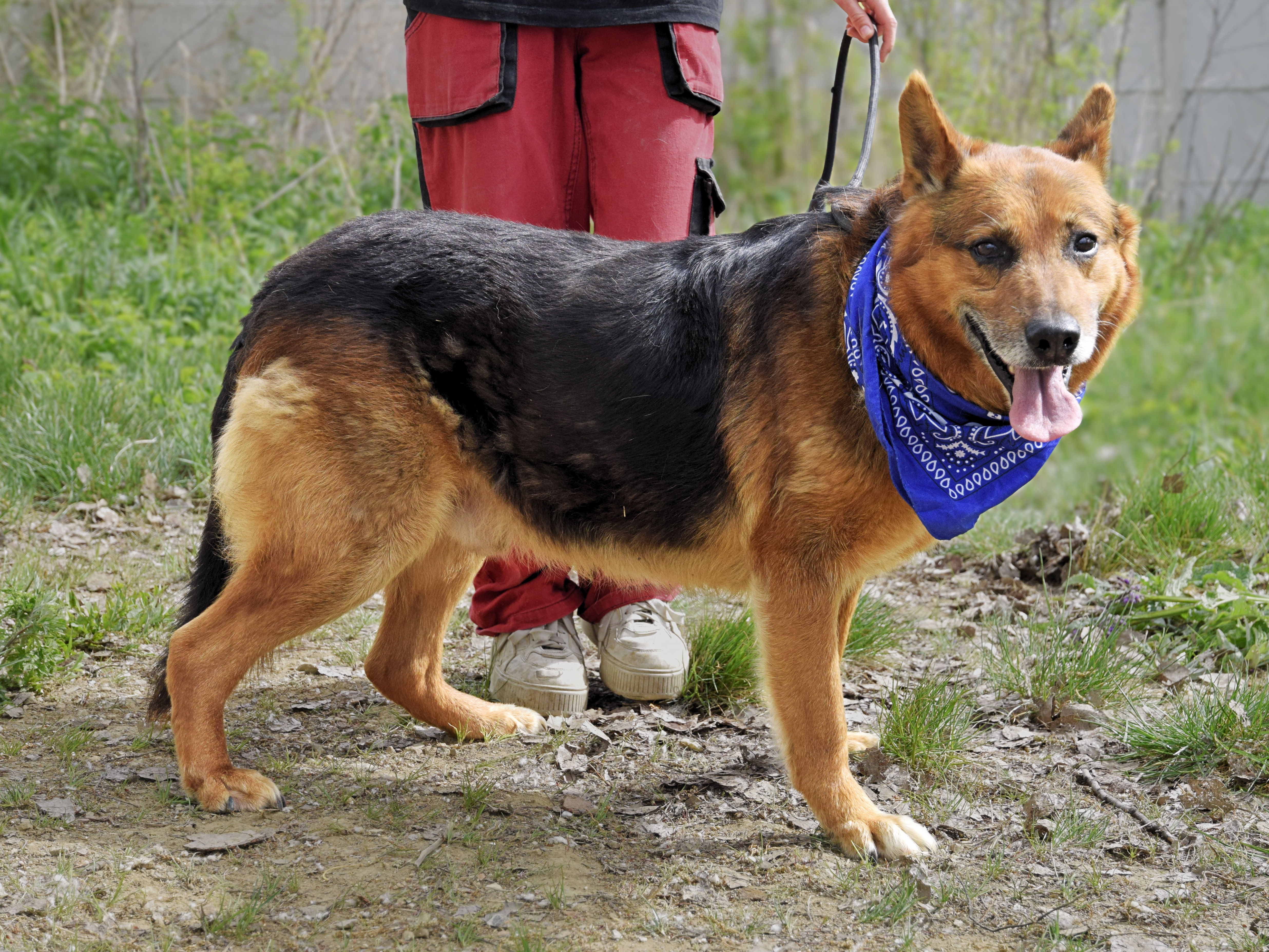 Zorro – Obrázok 3
